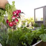 What Vegetables Can You Grow in Containers?
