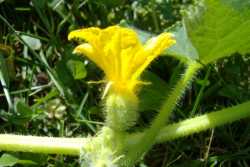 Female Cucumber Flower