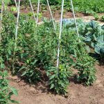 Growing Tomatoes Outdoors