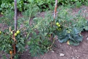 Outdoor Tomatoes