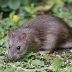 Rats in the Compost Heap & Weil's Disease Safety Concerns