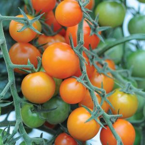 F1 Hybrid Sungold Tomatoes