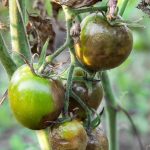 Tomato Troubles & Diseases | Causes & Cures of Tomato Problems