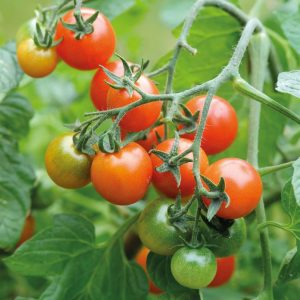 Tomato Losetto Blight Resistant