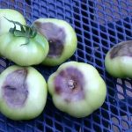 Tomato Blossom End Rot | Causes & Cures for Tomato Blossom End Rot