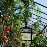 Growing Tomatoes in a Greenhouse