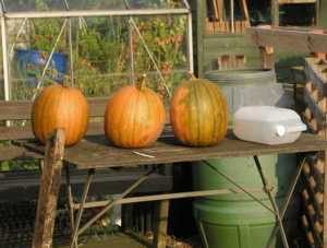 Pumpkins in September