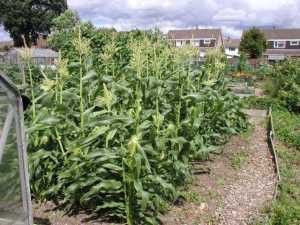 Sweetcorn in August