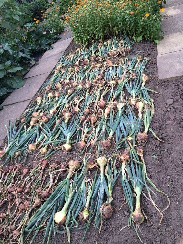 Harvested Onions