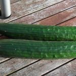 Causes & Prevention of Bitter Tasting Cucumbers