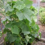 How to Feed Cucumbers – Best Feed to Use, NPK Etc.