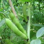 Field Bean Green Manure