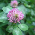 Red Clover Green Manure