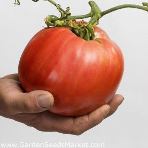 Malinowy Olbrzym Tomato