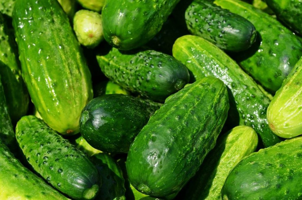 Pickling Cucumbers