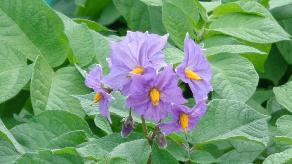 potato allotment flowers