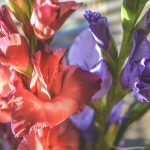 How to Grow Gladiolus in Your Garden
