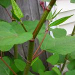Japanese Knotweed: Everything You Need to Know