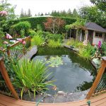 How to take care of your pond