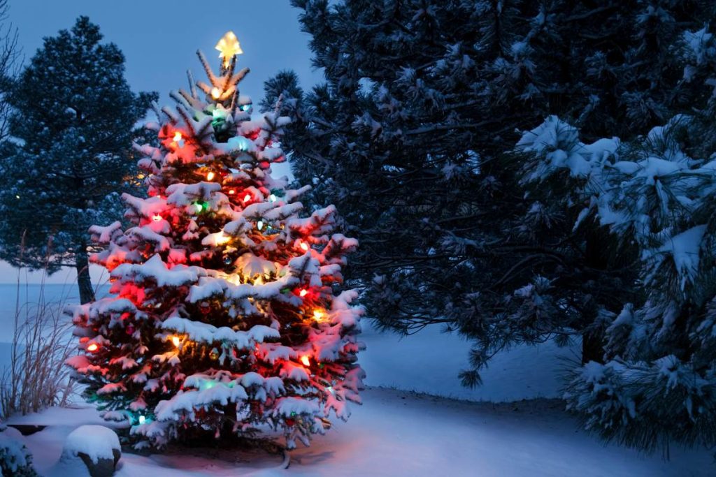 Christmas Tree Lit Up in Garden Snowscape