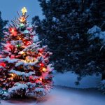 How to Look After a Christmas Tree in the Garden