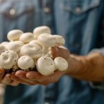 Growing Mushrooms - How to Grow Mushrooms