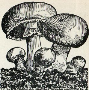 Drawing of Button Mushrooms Growing
